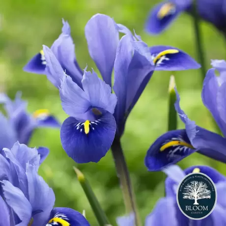 Bulbi de Iris reticulata Angela