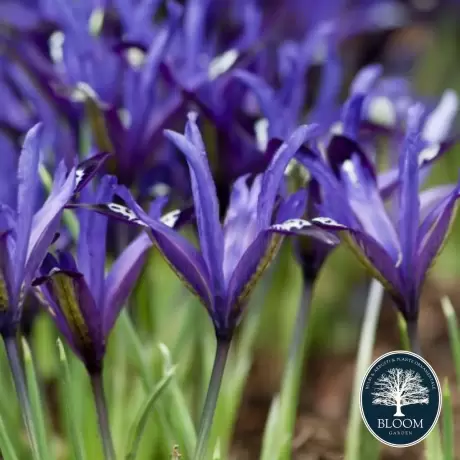 Bulbi de Iris reticulata Blue Note