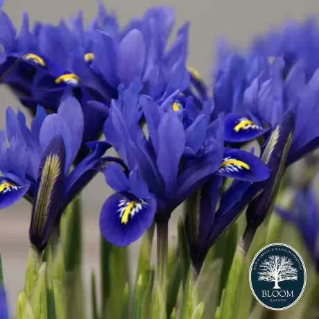 Bulbi de Iris reticulata Harmoney 