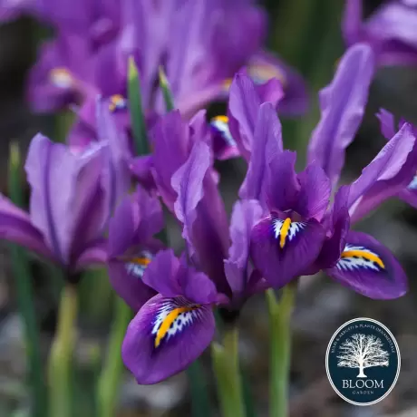 Bulbi de Iris reticulata J.S 