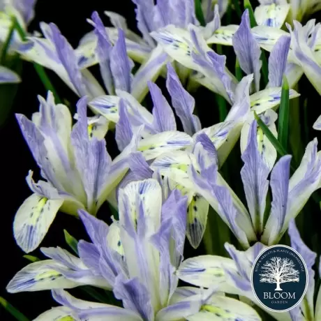 Bulbi de Iris reticulata Painted Lady