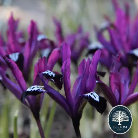 Bulbi de Iris reticulata Pauline 