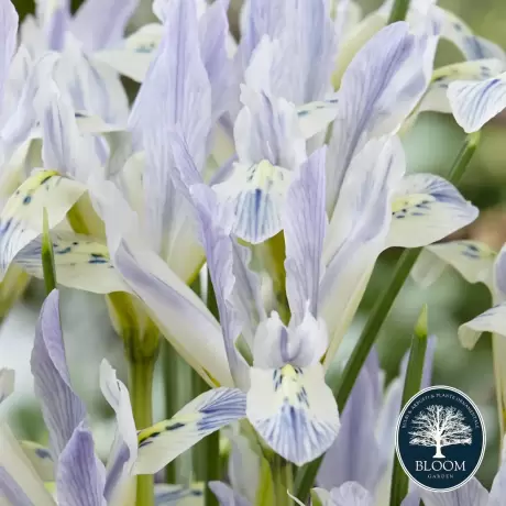 Bulbi de Iris reticulata Polar Ice 