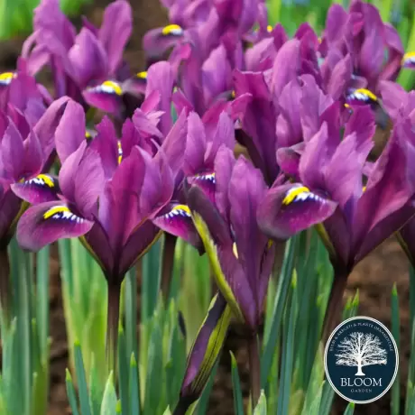 Bulbi de Iris reticulata Purple Hill