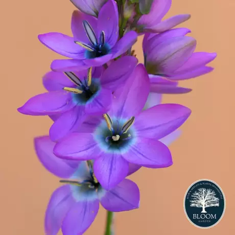 Bulbi de Ixia African Purple 