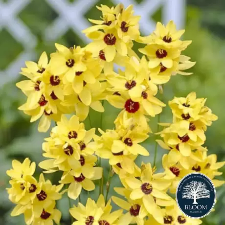 Bulbi de Ixia Yellow Emperor 