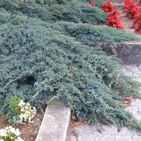 Juniperus Squamanta - Blue Carpet - Ghiveci 3L - Inaltime 20 - 30 cm