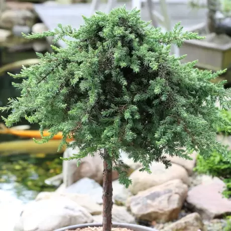 Juniperus Procumbens - Ghiveci 15 L - Inaltime 90 - 110 cm