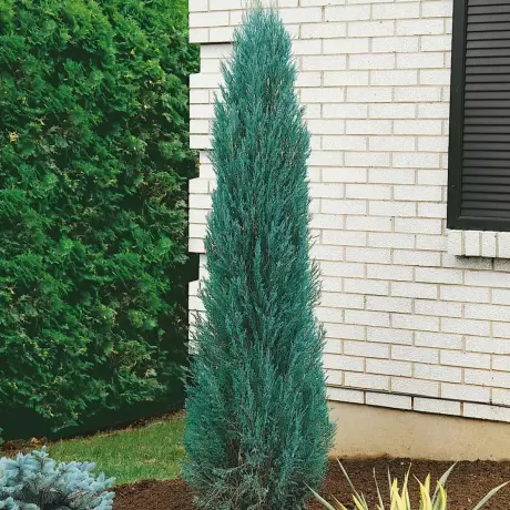 Juniperus Scopulorum- Blue Arrow - Ghiveci 1 L - Inaltime 50 - 60 cm