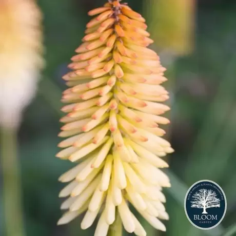 Kniphofia Moonstone