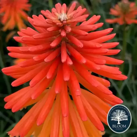 Kniphofia Red