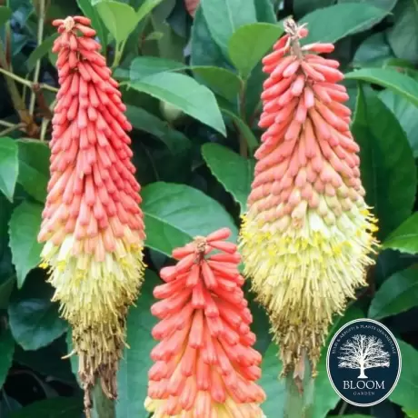 Kniphofia Royal