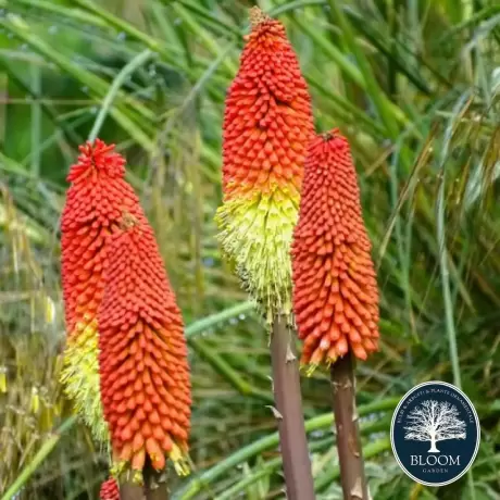 Kniphofia Varia Red Hot