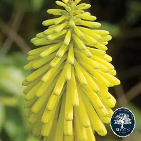 Kniphofia Yellow Cheer