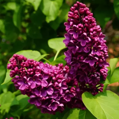 LIliac Black Purple - Inaltime 50 - 70 cm Cu Radacina Impachetata