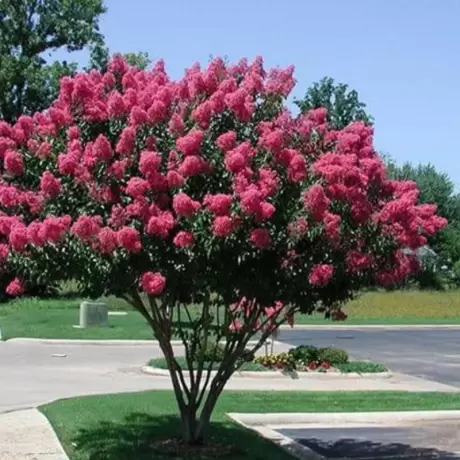 Lagerstroemia Indica - Liliacul Indian Roz - Ghiveci 2 l - Inaltime 50 - 60 cm