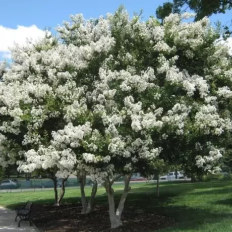 Lagerstroemia Indica - Liliacul Indian Alb - Ghiveci 2 l - Inaltime 50 - 60 cm