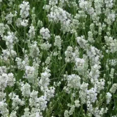 Lavanda Alba la Ghiveci