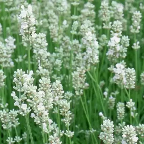 Lavanda Arctic Snow la Ghiveci