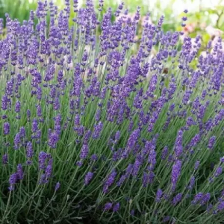 Lavanda Blue Jeans la Ghiveci