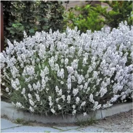 Lavanda Edelweiss la Ghiveci