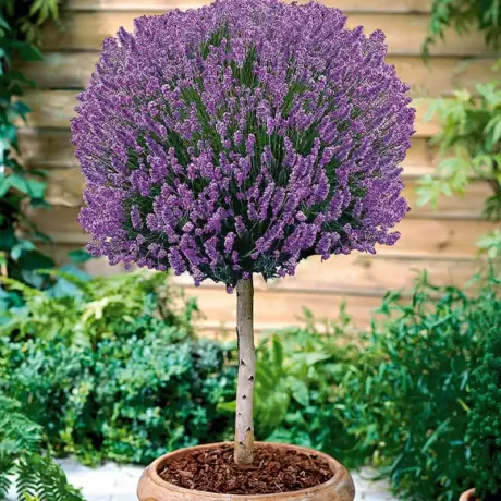 Lavanda Pomisor Mov - La Ghiveci - Inaltime 50 - 60 cm