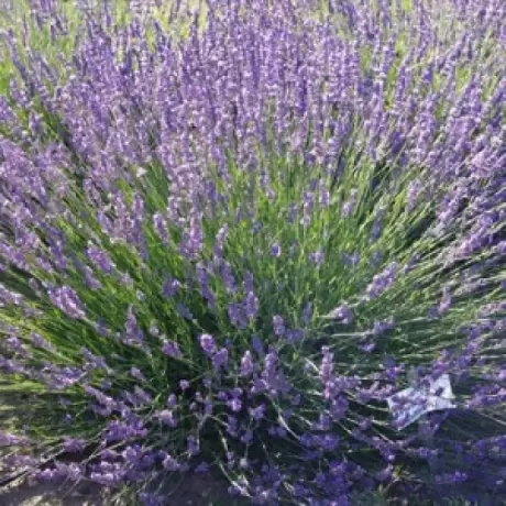 Lavanda Phenomenal la Ghiveci