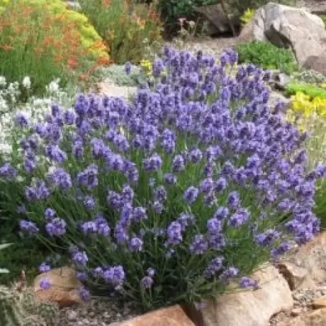 Lavanda Purple la Ghiveci