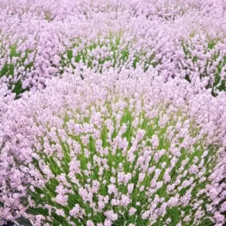 Lavanda Rosea la Ghiveci