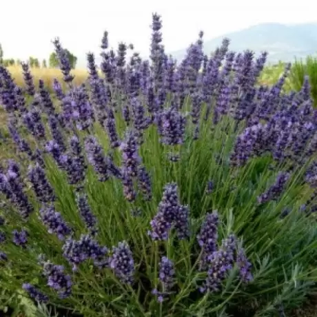 Lavanda Violet la Ghiveci