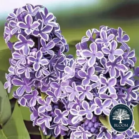 Liliac Sensation - Inaltime 50 - 70 cm Cu Radacina Impachetata