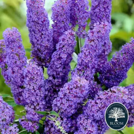 Liliac de vară Papillon Bleu Buddleja Davidii