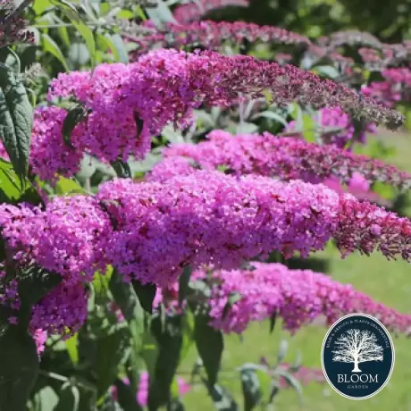 Liliac de vară Purple Prince Buddleja Davidii