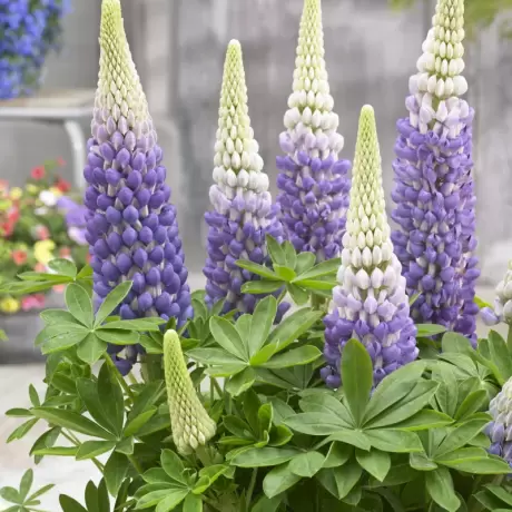 Lupin Persian Slipper