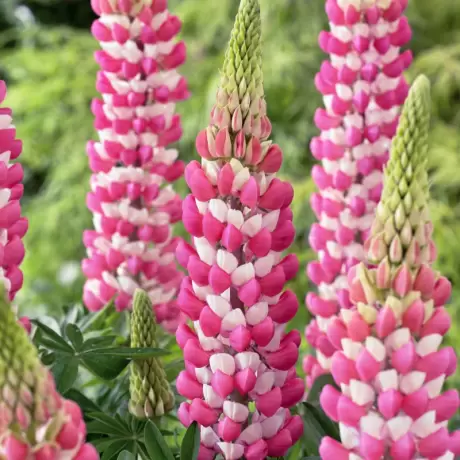 Lupin - Rechel De Thame - Ghiveci 3 L - Inaltime 40 - 50 cm