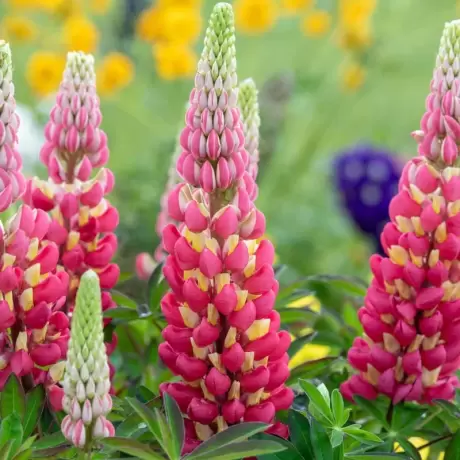 Lupin - Tequila Flame - Ghiveci 3 L - Inaltime 40 - 50 cm