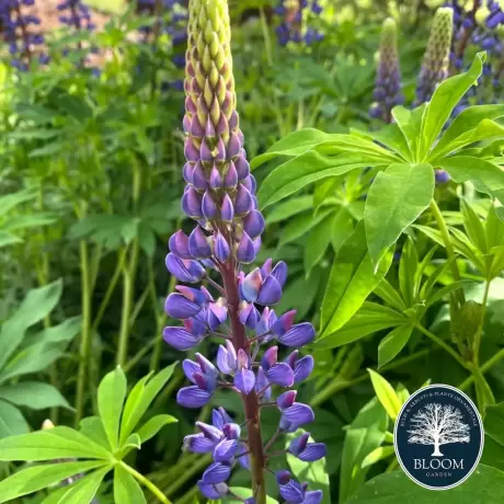 Lupinus Big Leaf