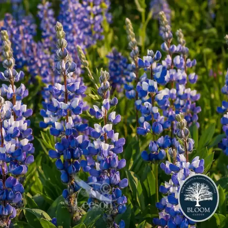 Lupinus Broadleaf