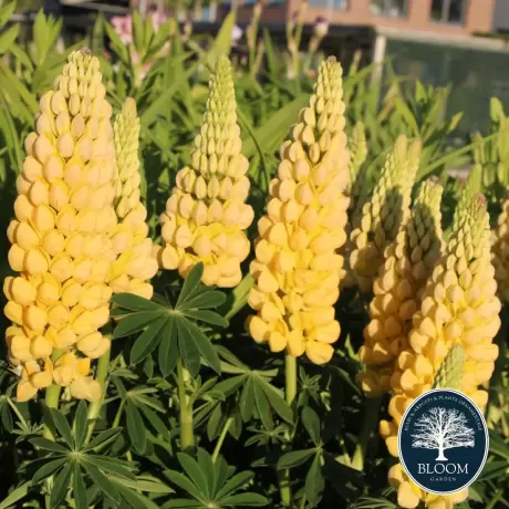 Lupinus Desert Sun