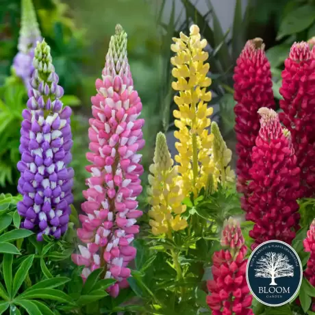 Lupinus Mix 4 buc/pachet