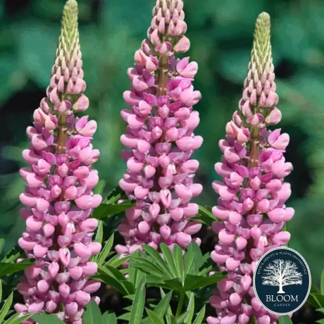 Lupin - Pink - Ghiveci 3 L - Inaltime 40 - 50 cm