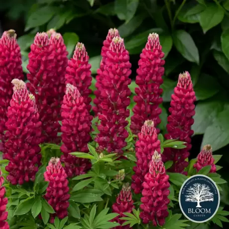 Lupin - Red - Ghiveci 3 L - Inaltime 40 - 50 cm