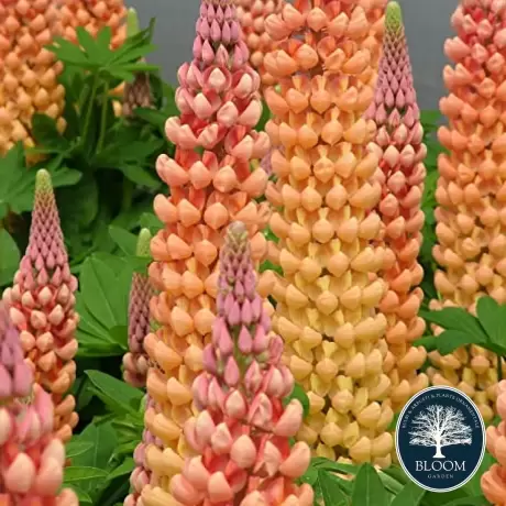 Lupin - Salmon Star - Ghiveci 3 L - Inaltime 40 - 50 cm