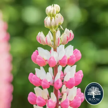 Lupinus The Chatelaine