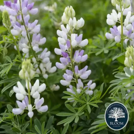 Lupin - Arboreus - Ghiveci 3 L - Inaltime 40 - 50 cm