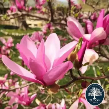 Magnolia Bety la Ghiveci 3L - Inaltime 50 - 60 cm