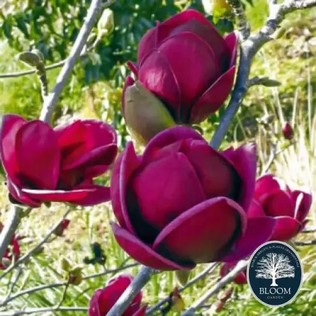 Magnolia Black Tulip la Ghiveci 3L - Inaltime 50 - 60 cm