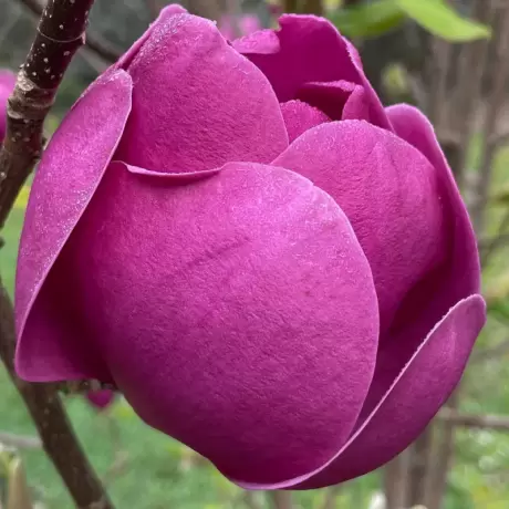 Magnolia Black Tulip la Ghiveci 5L - Inaltime 80 - 100 cm