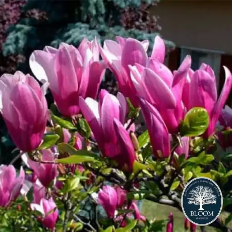 Magnolia George Henry Ken la Ghiveci 3L - Inaltime 50 - 60 cm