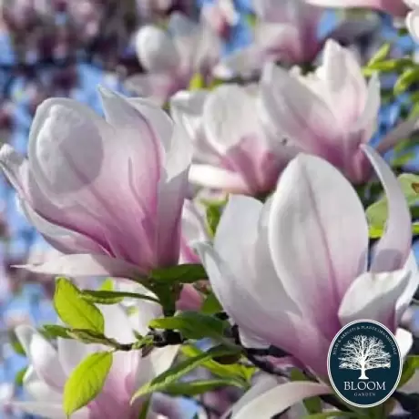 Magnolia Heavy Scent la Ghiveci 3L - Inaltime 50 - 60 cm